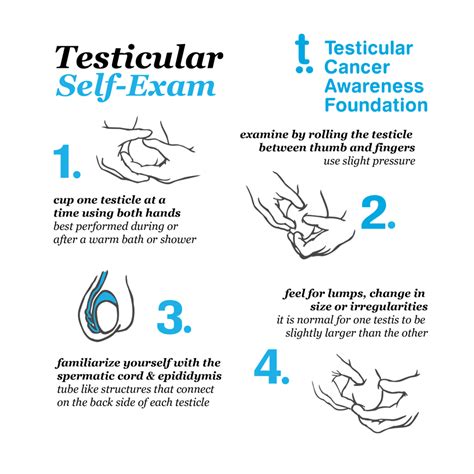 how hard should testes be|how to know about your testicles.